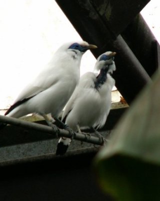 Bali Starling, 2007