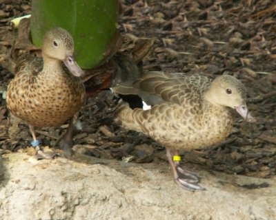 Madagascar teals (2007)