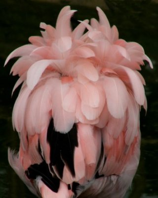 Cuban flamingo, 2007