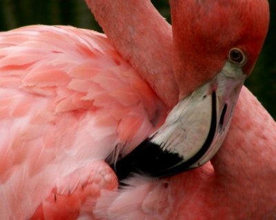 Cuban flamingo, 2007
