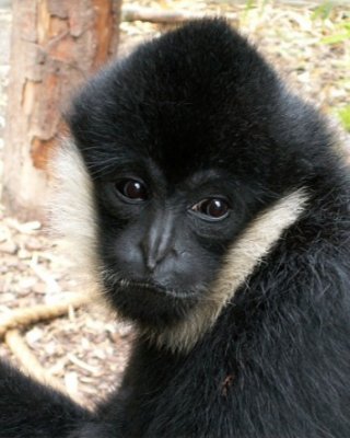 gibbon, 2007