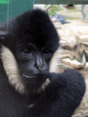 gibbon, 2007