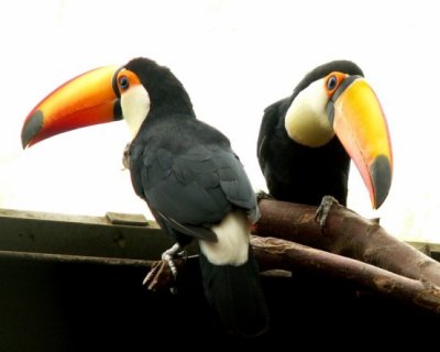 hornbill, 2007