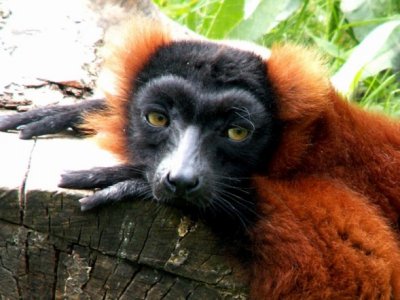 lemur, 2007