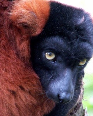 lemur, 2007