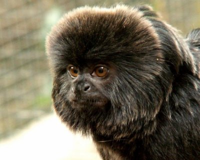 Goeldi's Monkey, 2007