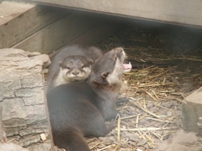 otters, 2007