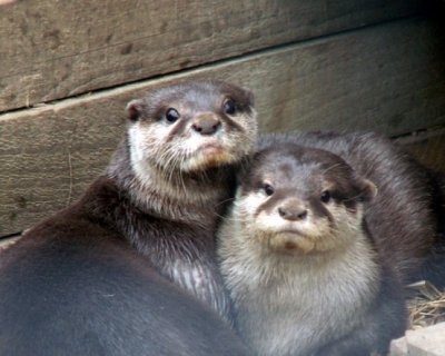 otters, 2007