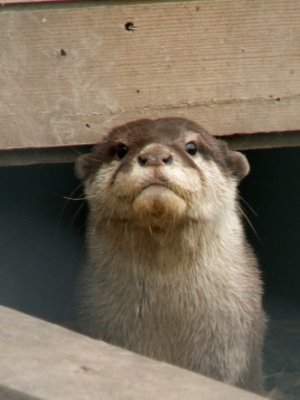 otters, 2007
