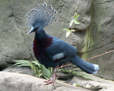 Victoria crowned pigeon, 2007