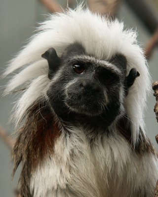 cotton top tamarin, 2007