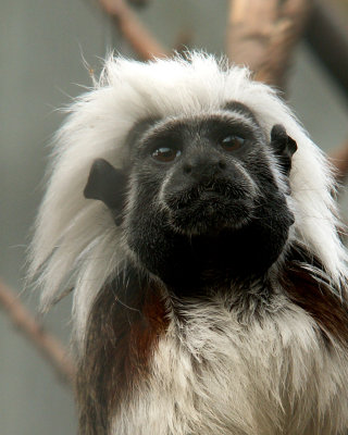 cotton top tamarin, 2007