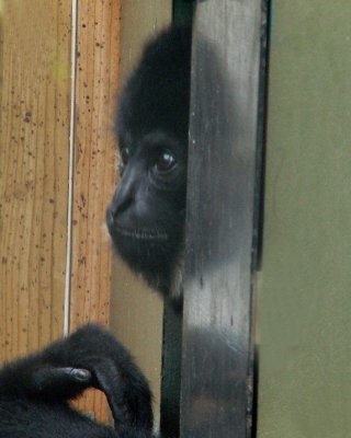 gibbon, 2007