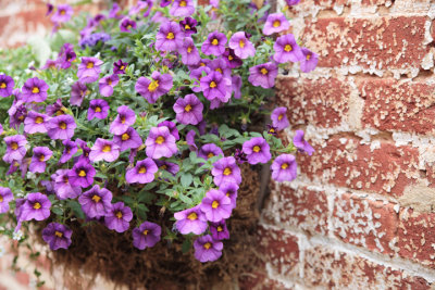 Flower Wall Hanging.jpg