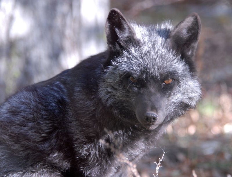 Silver Fox at Pocatello Zoo _DSC1099.jpg