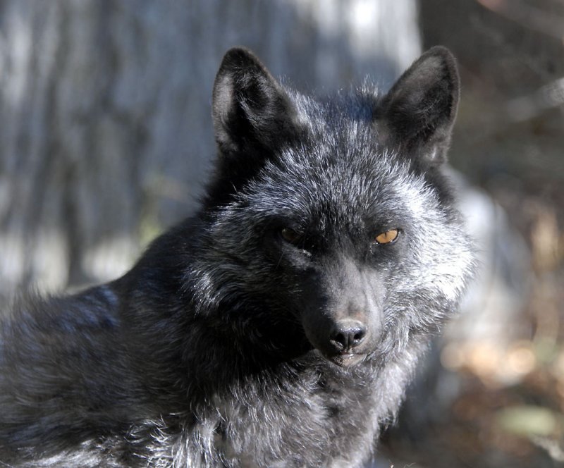 Silver Fox at Pocatello Zoo _DSC1218.jpg