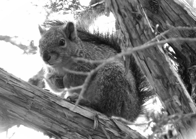 ISU campus squirrel P1010209.JPG