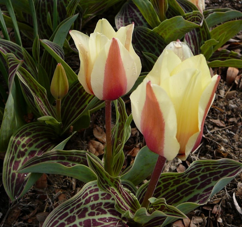 Trimmers flowers 2007 P1010289.JPG