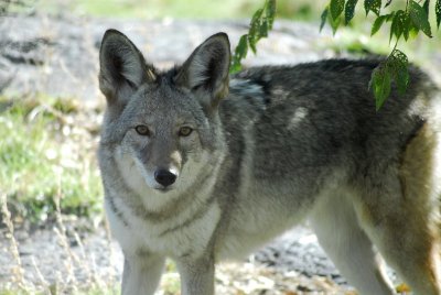 Coyote at Pocatello Zoo _DSC0638.jpg
