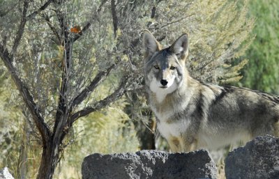 Coyote at Pocatello Zoo _DSC0750.JPG