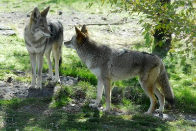 Coyotes at Pocatello Zoo _DSC0709.JPG