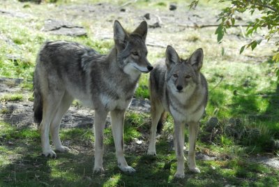 Coyotes at Pocatello Zoo _DSC0720.JPG