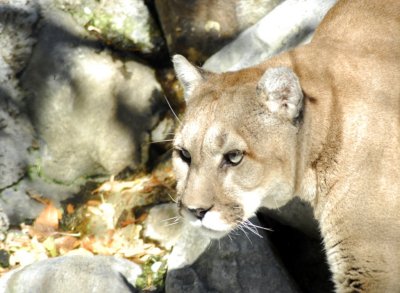 Cougar at Pocatello Zoo _DSC0798.JPG