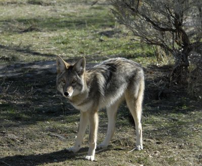 Coyote at Pocatello Zoo _DSC1047.jpg