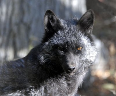 Silver Fox at Pocatello Zoo _DSC1218.jpg