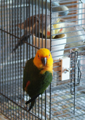 Willy the Jenday Conure on a Cockatiel Cage smallfile DSCF0082.jpg