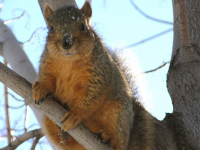 College Market Fox Squirrel Pocatello P1000612.JPG
