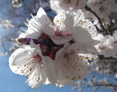 apricot blossoms 8th avenue IMG_2712.JPG