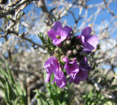 Wilde Blumen smallfile IMG_2796.jpg