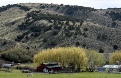 Country Scene with Spring Foliage, Red Barn, and White Horse _DSC0005.jpg