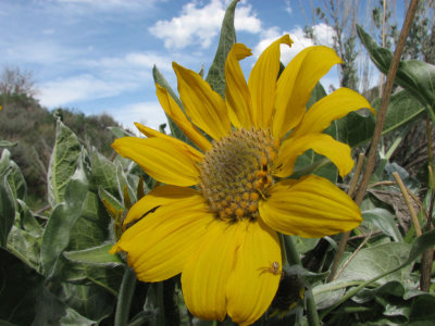 Arrowleaf Balsamroot smallfile IMG_3255.jpg