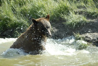 Yellowstone Bear World Rigby Black Bear nfs _DSC0062.jpg
