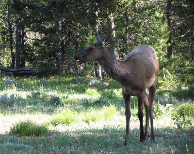 Female Elk at Grand Teton National Park IMG_0202.jpg