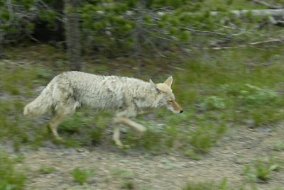 Running Coyote Yellowstone National Park smallfile _DSC0196.jpg