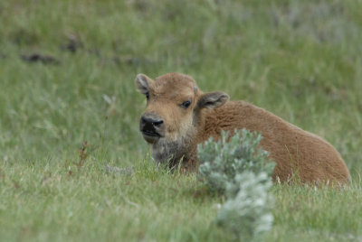 Baby Bison Yellowstone with Sage Brush smallfile _DSC0706.jpg