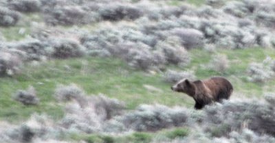 Grizzly Running at Yellowstone National Park smallfile _DSC0387.jpg