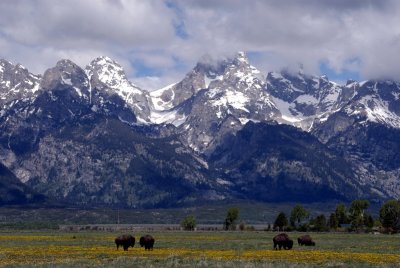Bison and Tetons from Antelope Flats Road _DSC0187_2.jpg