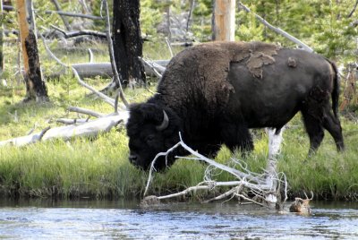 Bison by Firehole River Yellowstone _DSC0338.jpg