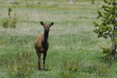 Elk at Yellowstone _DSC0487.jpg