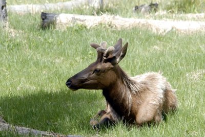 Elk at Yellowstone _DSC0522.jpg
