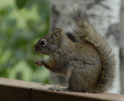 Red Squirrel Baby smallfile _DSC0078.jpg