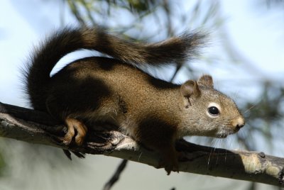 red squirrel smallfile _DSC0402.jpg