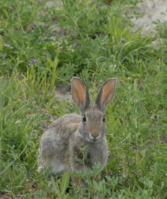 bunny front view cropped smallfile  _DSC0540.jpg