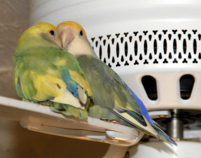 Twinkle and Emerson - Lovebirds from McKees cropped smallfile _DSC0574.jpg