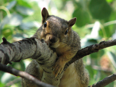 Aspen the Fox Squirrel on an Aspen smallfile IMG_0357.jpg