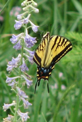 Tiger Swallowtail Butterfly smallfile IMG_0391.JPG